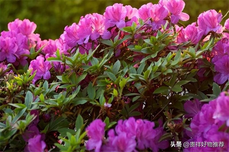 冬天开的花有哪些「冬天开的花有哪些 常见」_5